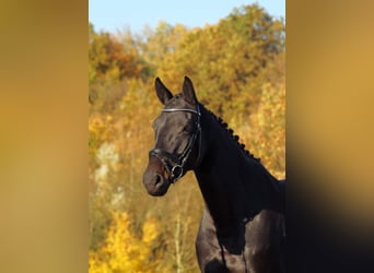 Trakehner, Merrie, 5 Jaar, 167 cm, Donkerbruin