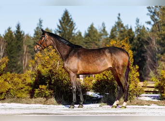 Trakehner, Merrie, 5 Jaar, 167 cm, Roodbruin