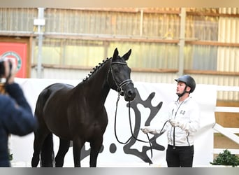 Trakehner, Merrie, 5 Jaar, 167 cm, Zwart