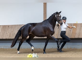 Trakehner, Merrie, 5 Jaar, 167 cm, Zwart