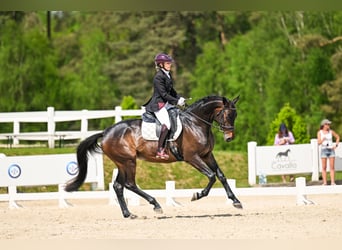 Trakehner, Merrie, 5 Jaar, 167 cm, Zwartbruin