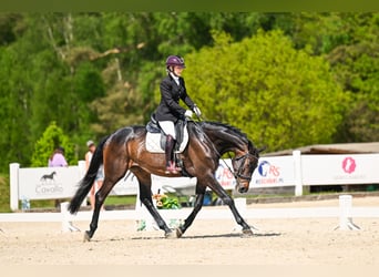 Trakehner, Merrie, 5 Jaar, 167 cm, Zwartbruin