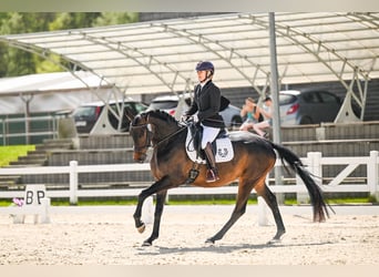 Trakehner, Merrie, 5 Jaar, 167 cm, Zwartbruin