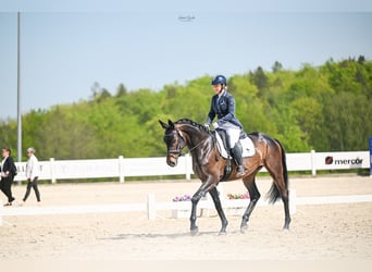 Trakehner, Merrie, 5 Jaar, 167 cm, Zwartbruin