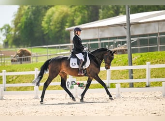 Trakehner, Merrie, 5 Jaar, 167 cm, Zwartbruin