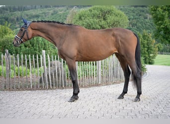 Trakehner, Merrie, 5 Jaar, 168 cm, Bruin