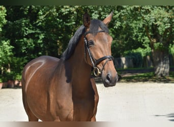 Trakehner, Merrie, 5 Jaar, 168 cm, Bruin