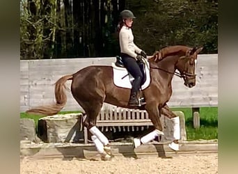 Trakehner, Merrie, 5 Jaar, 168 cm, Donkere-vos