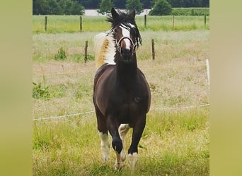Trakehner Mix, Merrie, 5 Jaar, 168 cm, Gevlekt-paard