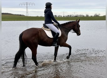 Trakehner, Merrie, 5 Jaar, 169 cm, Bruin