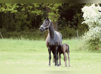 Trakehner, Merrie, 5 Jaar, 170 cm, Zwart