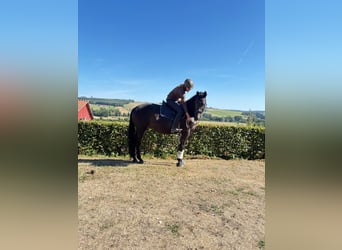 Trakehner, Merrie, 5 Jaar, 170 cm, Zwart