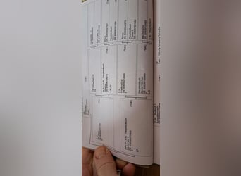 Trakehner, Merrie, 5 Jaar, 170 cm, Zwart