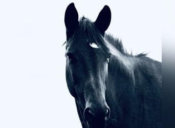 Trakehner, Merrie, 5 Jaar, 170 cm, Zwart