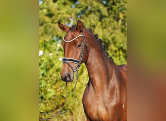 Trakehner, Merrie, 5 Jaar, 171 cm, Donkerbruin