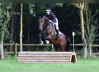 Trakehner, Merrie, 5 Jaar, 172 cm, Brauner