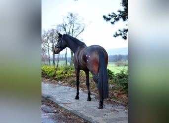 Trakehner, Merrie, 5 Jaar, 172 cm, Donkerbruin