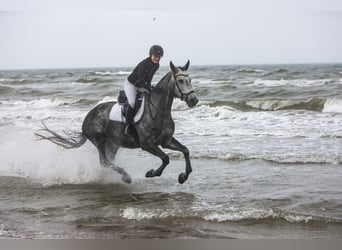 Trakehner, Merrie, 5 Jaar, 172 cm, Schimmel