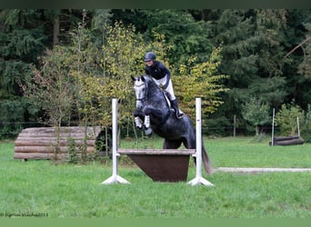Trakehner, Merrie, 5 Jaar, 172 cm, Schimmel
