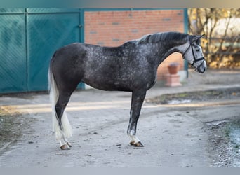 Trakehner, Merrie, 5 Jaar, 174 cm, Schimmel