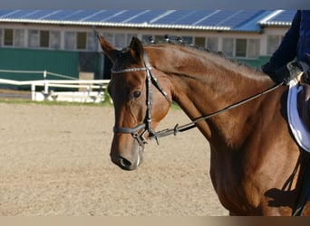 Trakehner, Merrie, 5 Jaar, Bruin