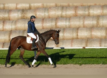 Trakehner, Merrie, 5 Jaar, Bruin