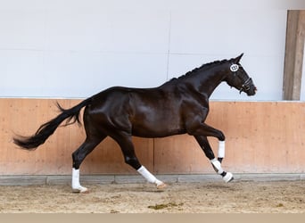 Trakehner, Merrie, 5 Jaar, Zwart
