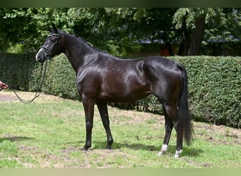 Trakehner, Merrie, 5 Jaar, Zwart