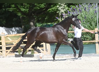 Trakehner, Merrie, 5 Jaar, Zwart