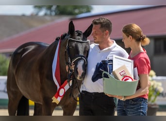 Trakehner, Merrie, 5 Jaar, Zwart
