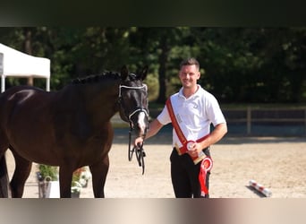 Trakehner, Merrie, 5 Jaar, Zwart
