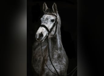 Trakehner, Merrie, 6 Jaar, 161 cm, Appelschimmel