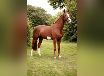 Trakehner, Merrie, 6 Jaar, 162 cm, Vos