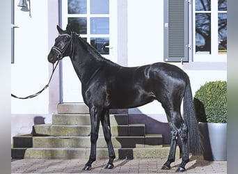 Trakehner, Merrie, 6 Jaar, 162 cm, Zwart