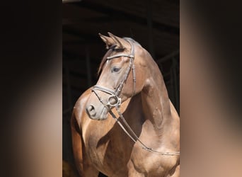 Trakehner, Merrie, 6 Jaar, 163 cm, Bruin