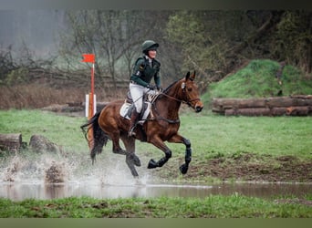 Trakehner, Merrie, 6 Jaar, 163 cm, Lichtbruin