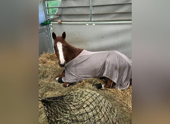 Trakehner, Merrie, 6 Jaar, 163 cm, Vos