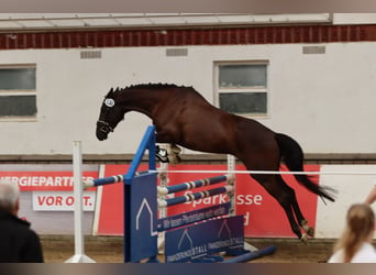 Trakehner, Merrie, 6 Jaar, 163 cm, Zwart