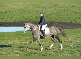Trakehner, Merrie, 6 Jaar, 166 cm, Schimmel