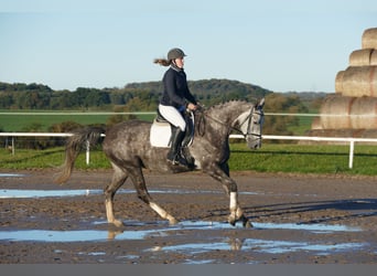 Trakehner, Merrie, 6 Jaar, 166 cm, Schimmel