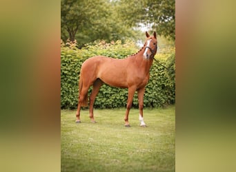 Trakehner, Merrie, 6 Jaar, 166 cm, Vos