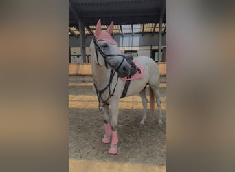 Trakehner, Merrie, 6 Jaar, 167 cm, Schimmel