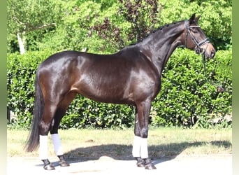 Trakehner, Merrie, 6 Jaar, 168 cm, Donkerbruin
