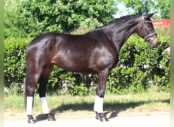 Trakehner, Merrie, 6 Jaar, 168 cm, Donkerbruin
