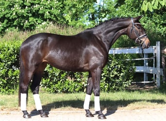 Trakehner, Merrie, 6 Jaar, 168 cm, Donkerbruin
