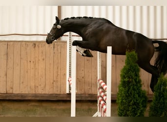 Trakehner, Merrie, 6 Jaar, 168 cm, Donkerbruin