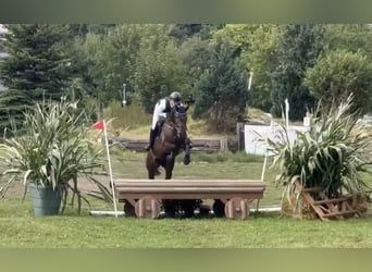 Trakehner, Merrie, 6 Jaar, 168 cm, Donkerbruin