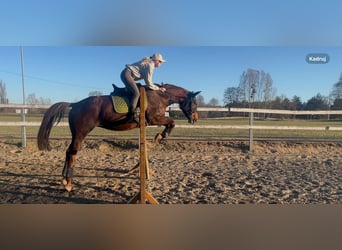 Trakehner, Merrie, 6 Jaar, 168 cm, Vos