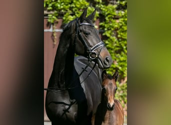 Trakehner, Merrie, 6 Jaar, 168 cm, Zwartbruin