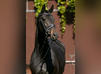 Trakehner, Merrie, 6 Jaar, 168 cm, Zwartbruin